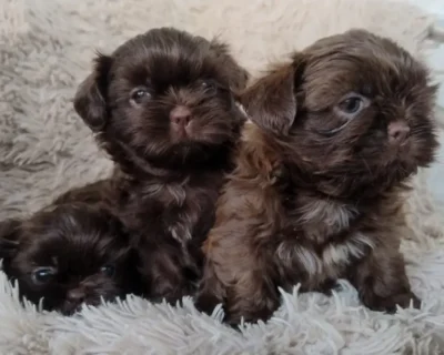 venda-de-filhotes-de-shih-tzu-femeas-a-pronta-entrega-fretegratis