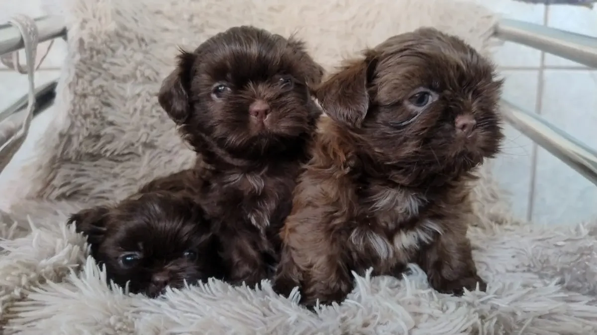 Venda de Filhotes De Shih Tzu Fêmeas Cor Branco com preto